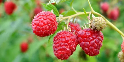 2 Nantahala Red - Raspberry Plant - Everbearing - Ready for Spring Planting 4 inch pot stater plants