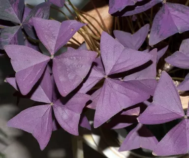 10 Rare 'Purple Rain' Shamrock Bulbs - Easy Houseplant - Oxalis - Bulbs