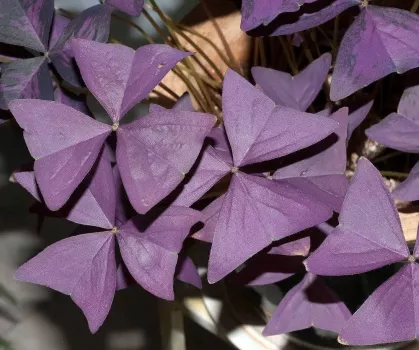 10 Rare 'Purple Rain' Shamrock Bulbs - Easy Houseplant - Oxalis - Bulbs