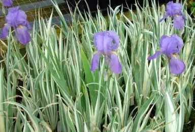 50 Bareroot Iris Palida Variegata/Sweet Iris/Dalmation Iris BAREROOT