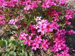 Scarlett Flame Creeping Phlox Subulata in a 4 inch pot