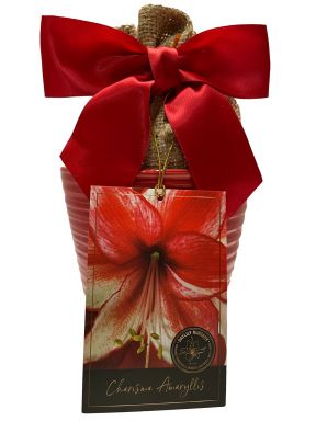 Big Charisma Amaryllis Gift Growing Kit! Ceramic Pot, Charisma Bulb, a Burlap Bag and Growing Medium