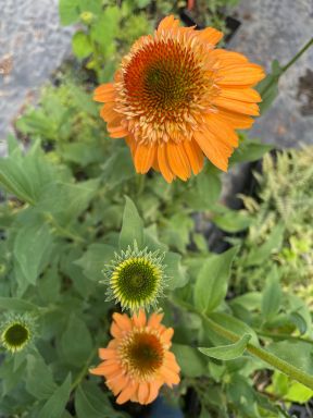 Cantaloupe Supreme Coneflower/ Echinacea in 3.5 Inch Pots (one plant per pot) Deer Resistant!