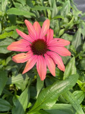 Echinacea Playful Meadow Mama New Unique Coneflower 3" Pot = 1 Live Potted Plant