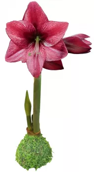 Moss Revelation Waxed Amaryllis Bulb size 34/36.