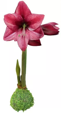 Moss Revelation Waxed Amaryllis Bulb size 34/36.