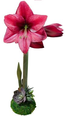 Botanical Collection Moss Covered Revelation Waxed Amaryllis Bulb with Succulent Accent size 34/36
