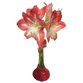 Red Glittered Waxed Minerva Amaryllis Bulb 32/34 Hand Dipped Artisan Quality!!