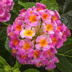 Bandolero Pink Lantana Camara Flowers in 3.5 inch Pots