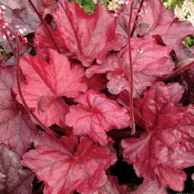 Fire Chief Heuchera – Year-Round Red for Shade & Sun