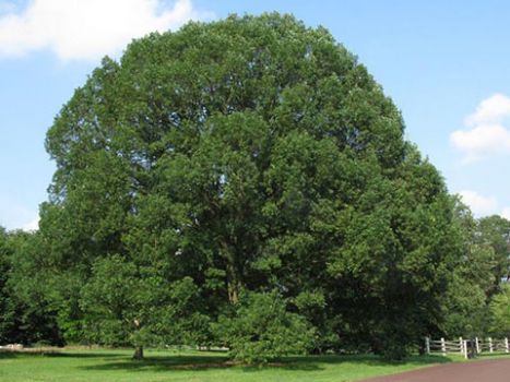 2 White Oak Trees Bareroot 18-30 inches