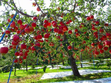 Fuji Apple Trees Pre-Bagged Bareroot 6-12" Tall