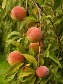 Elberta Peach Trees Bareroot 2-3 feet tall
