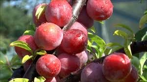 Methley Plum Tree Pre-Bagged Bareroot 6-12" Tall