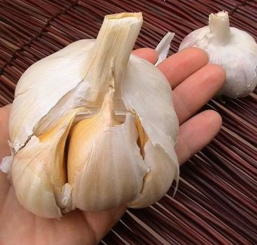2 Huge Elephant Garlic Bulbs! Great for Spring Planting! Non GMO -Milder Tasting Garlic