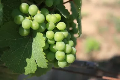 2 Niagara Grape Vines, Bareroot good sized roots!