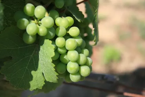 2 Niagara Grape Vines, Bareroot good sized roots!