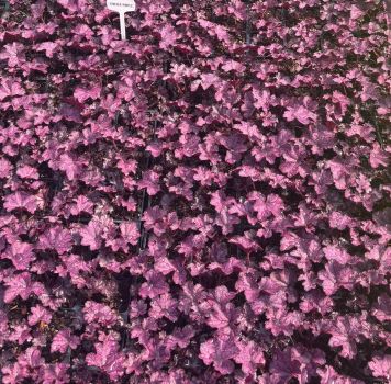 Forever Purple Heuchera in 3.5 inch  Size Plugs/Coral Bells
