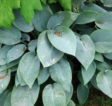 3 Fragrant Blue Hosta Bareroot Plants
