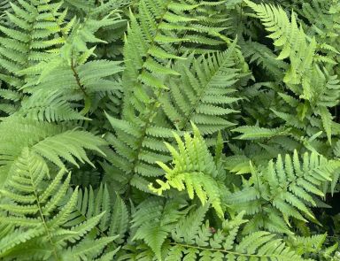 Dixie Wood Ferns in Trade One Gallon Pots (0.67 gallons of soil)