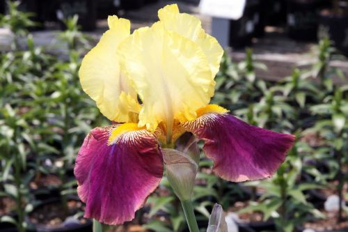 3 Blatant Iris - Iris Reblooming Bareroots