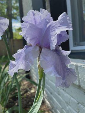 2 Rio Vista Iris Reblooming Bearded Iris - Iris Germanica Bareroot