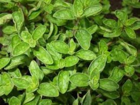 Greek Oregano Culinary Herb Plant in a 4″ Pot—Punch up your Sauces, Pesto, Burgers and More!!!