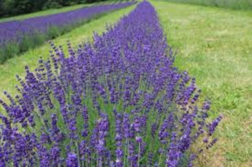Grosso Lavender/ Lavandin Lavandula X Intermedia/ “Fat Spike” in 4 Inch Pots