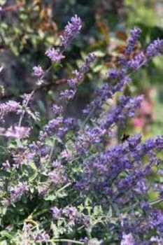 Catnip Plants in a 3.5″ Pot—Ready To Plant!!!