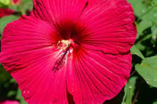 Hardy Hibiscus Mix Plant in Separate 3.5 inch containers / Mallow Flower/ Rose Mallow / Perennial Hi