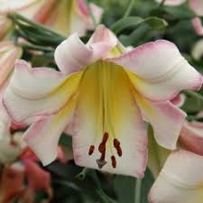 Bejing Moon Tree Lily Bulbs–