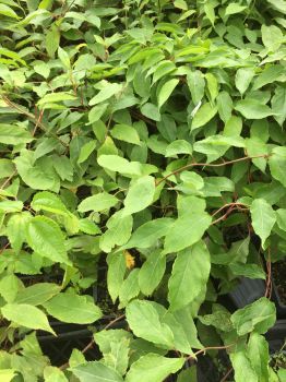 3 Hardy Kiwi Plants- One Ken’s Red, and 2 Male Pollinaters–all in 4 Inch Cups/ Kiwi Aruguta