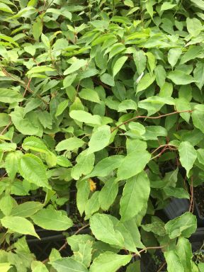 Hardy Kiwi Plants- One Ken’s Red, and 2 Male Pollinaters–all in 4 Inch Cups/ Kiwi Aruguta