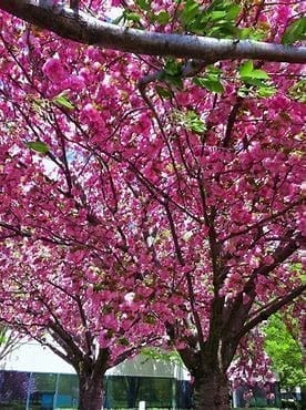 Kwanzan Cherry Tree in a 2.5 in pot