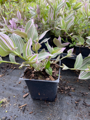 Lavender Wandering Jew Plants in 3.5 Inch Pots Tradescantia Fluminensis