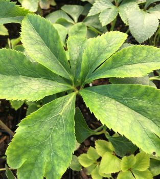 Mixed Lenten Rose/ Hellebore in 2.5 Inch Pots