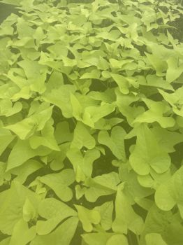 Marguerite Sweet Potato Vine, in 2.25 inch pot- Decorative Vine only, not vegetable producing