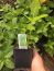 Mojito’ Mint Plant Herb – Hardy Perennial – 4″ Pot– Heat and cold sensitive. Be aware of y