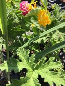 Mosquito Trio – 9 Mosquito Repellent Plants – THREE Varieties: 3 Citronella Plants, 3 Lemon Thym