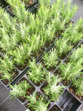 Munstead Lavender Plants in 4 Inch Pots. Do not order in Extreme hot or cold. It does not like to tr