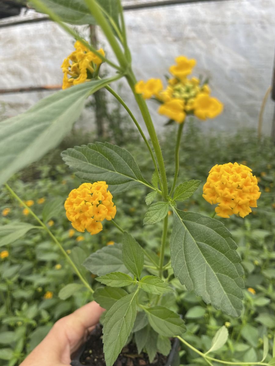 murraya koenigii plant Murraya koenigii | Curry Tree