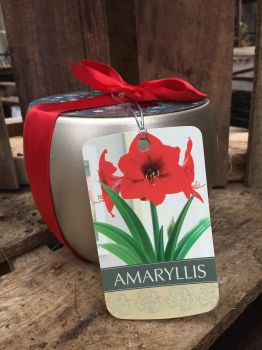 Elegant Amaryllis Gift Growing Kit, Deluxe Edition. Includes Beautiful Ceramic Pot, Healthy Red Lion