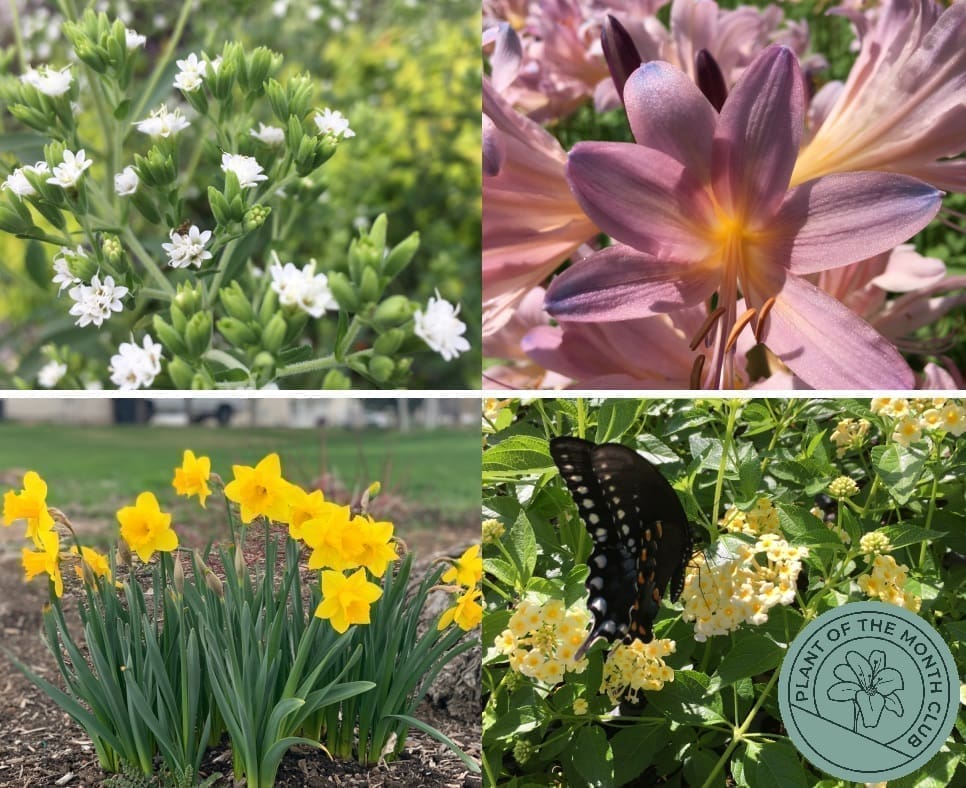Plant of the Month Club