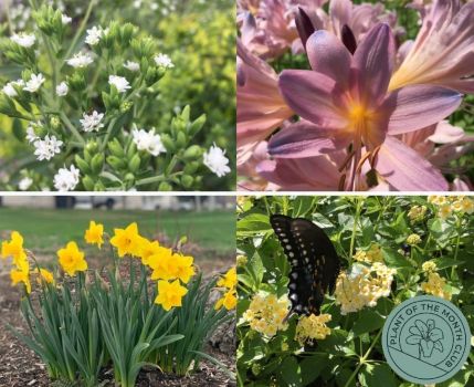 Plant of the Month Club