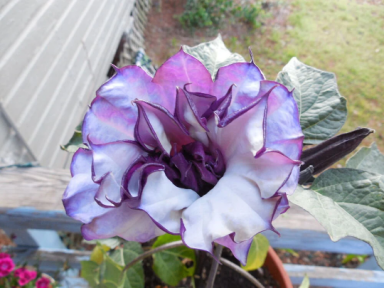 5 Purple People Eater Angel Trumpet Seeds
