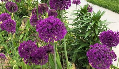 20 Purple Sensation Allium Bulbs–4-6 Inch Flower Diameter!