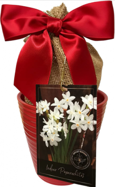 Red Ceramic Paperwhite Growing Kit, Deluxe Edition. Includes a Ceramic Pot, 3 Paperwhite Bulbs, a Bu