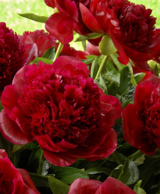 Red Charm Bareroot Peony, 2-3 Eye, Great for Fall or Spring Planting!