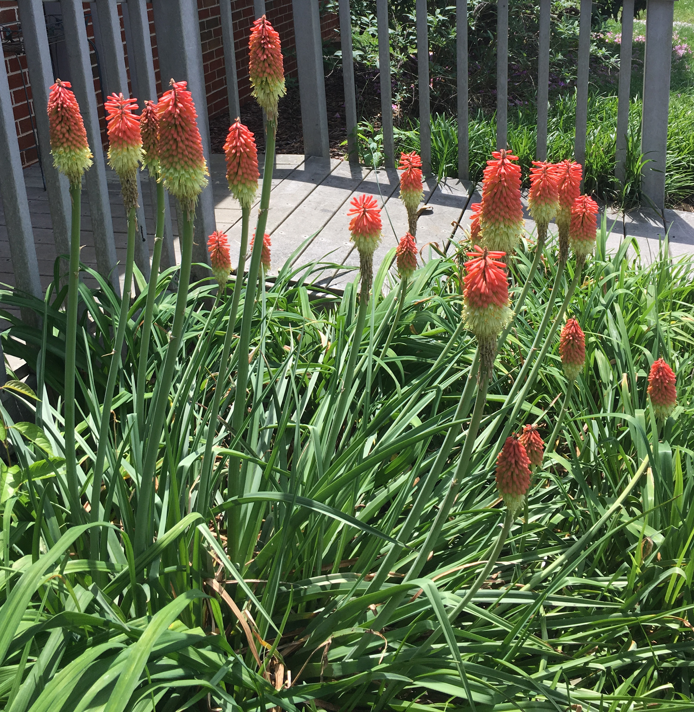 daylilynursery: 3 Bareroot Red Hot Poker/ torch lily/ poker plant