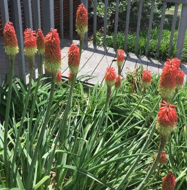 Bareroot Red Hot Poker/ torch lily/ poker plant/ kniphofia